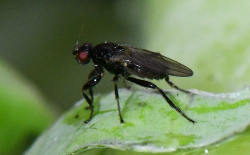 Réf. 315 276 : Crumomyia sp.